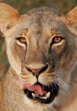 lion-chops