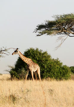 giraffe