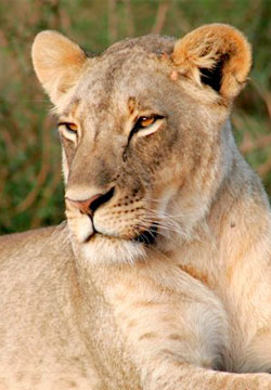 lion