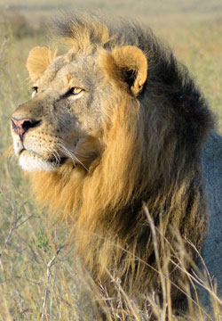 lion2