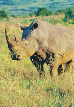 rhino